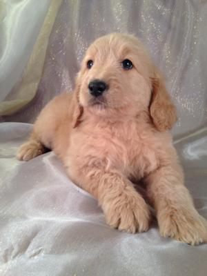 Red Female Goldendoodle Puppy for sale #7 Born Sept.20th 2013 Goldendoodle Puppies for sale in San Francisco, San Diego, San Jose, and Los Angeles can run Double the Purebredpups Price!